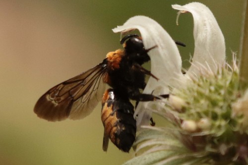 Interrupted Digger-cuckoo Bee photographed in Arizona