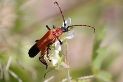 Chauliognathus profundus
