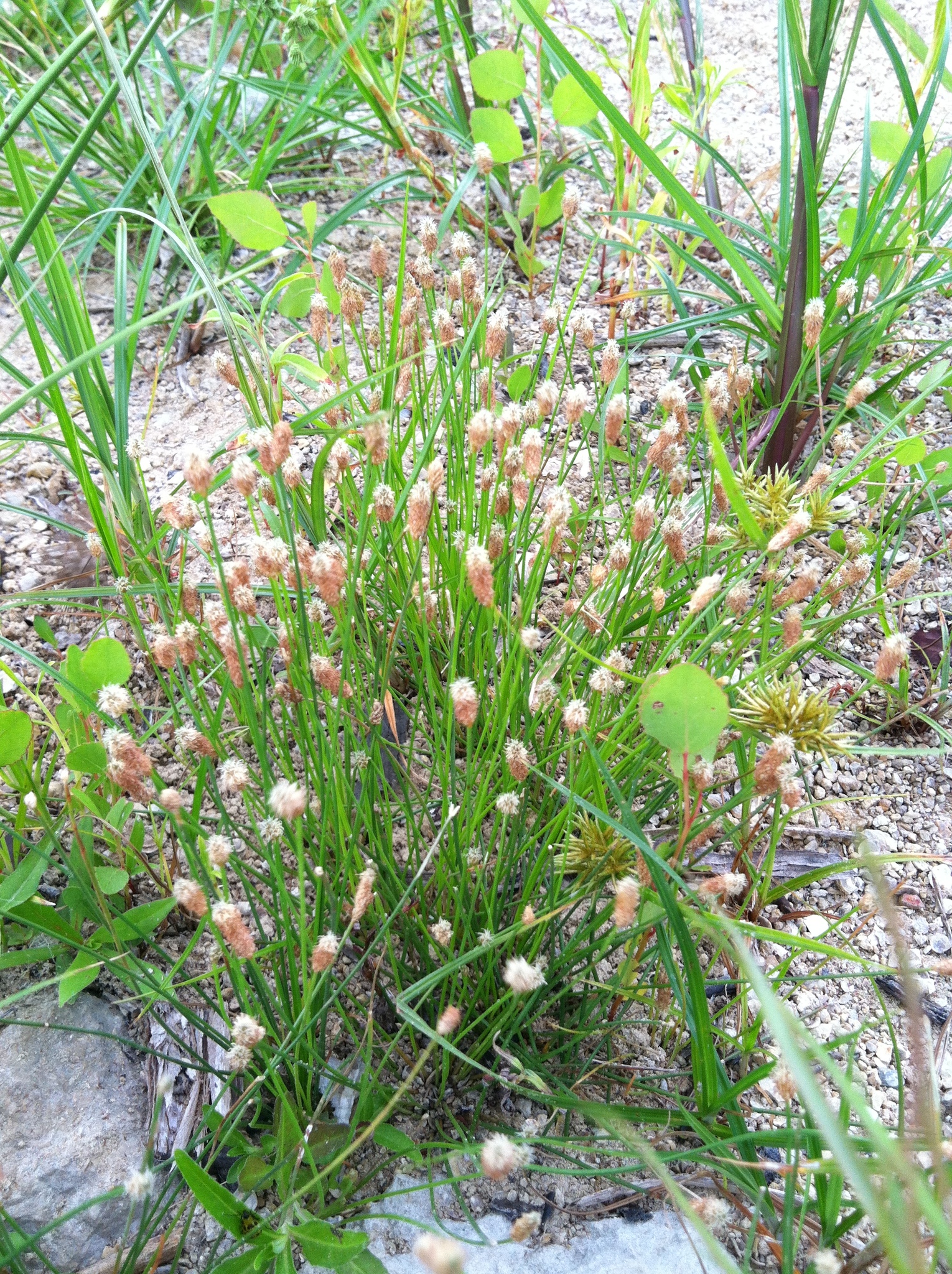 Eleocharis albida