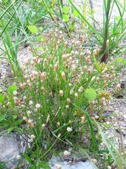Eleocharis albida