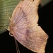 Marmessus angulata - Photo (c) Rich Hoyer, alguns direitos reservados (CC BY-NC-SA), uploaded by Rich Hoyer