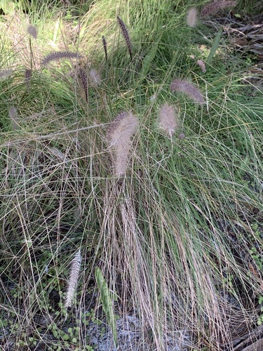 Cenchrus setaceus image