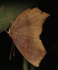 Euselasia angulata