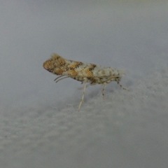 Cameraria hamadryadella