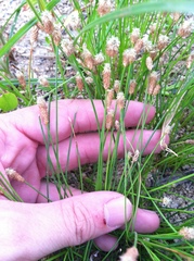 Eleocharis albida