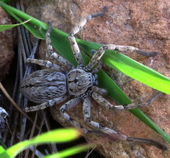 Eusparassus levantinus