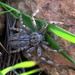 Eusparassus levantinus - Photo (c) emilio2020, algunos derechos reservados (CC BY-NC), subido por emilio2020