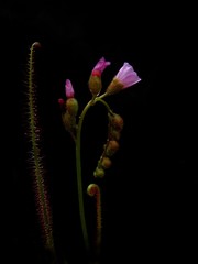 Drosera filiformis