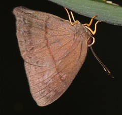 Euselasia brevicauda