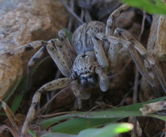 Eusparassus levantinus