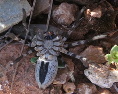 Eusparassus levantinus