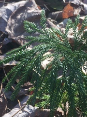 Dendrolycopodium obscurum