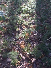 Dendrolycopodium obscurum