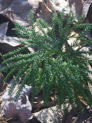 Dendrolycopodium obscurum