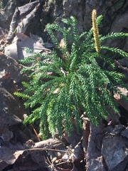 Dendrolycopodium obscurum