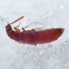 Carcinocephalus flavidus