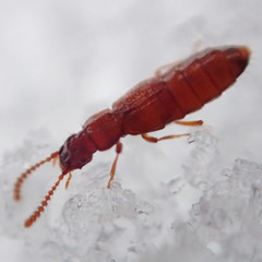 Carcinocephalus flavidus