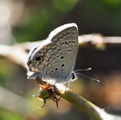 Hemiargus ceraunus filenus