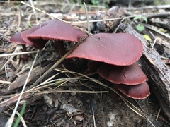 Tubaria vinicolor