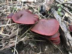 Tubaria vinicolor