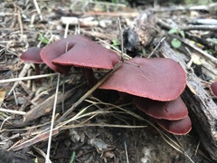 Tubaria vinicolor