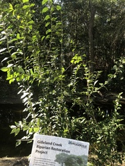 Ligustrum lucidum