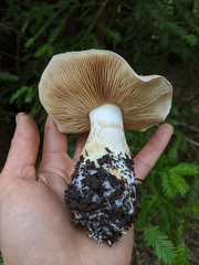 Cortinarius albofragrans