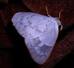 Euselasia euphaes