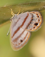 Euselasia euryone