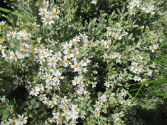 Olearia moschata