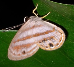 Euselasia euryone