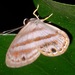 Eurylasia euryone - Photo (c) Rich Hoyer, alguns direitos reservados (CC BY-NC-SA), uploaded by Rich Hoyer