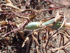 Albuca prasina