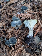 Spodocybe trulliformis