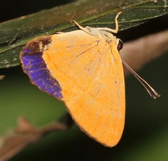 Euselasia erilis