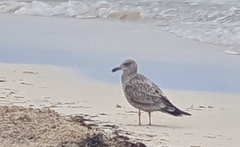 Larus dominicanus