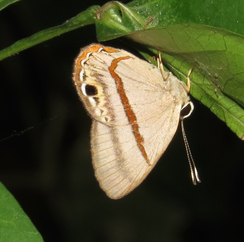 Euselasia cafusa