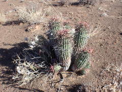 Euphorbia stellispina