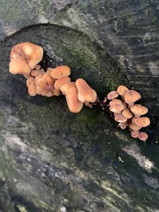 Flammulina
