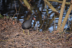 Gallinula chloropus