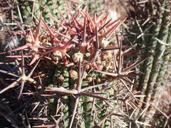 Euphorbia stellispina
