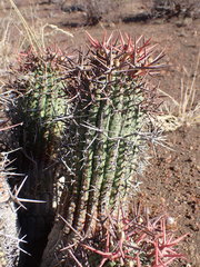 Euphorbia stellispina