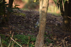 Parus major