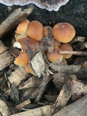 Flammulina