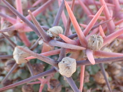 Euphorbia stellispina