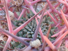 Euphorbia stellispina