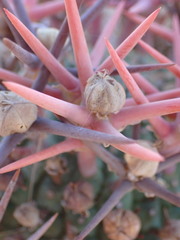 Euphorbia stellispina