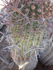 Euphorbia stellispina