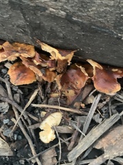 Flammulina