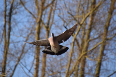 Columba palumbus